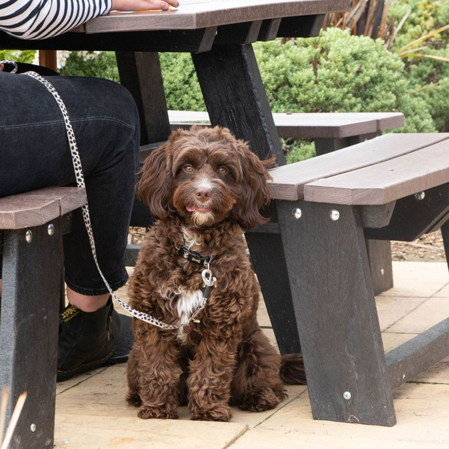 Your local dog friendly pub in Daventry